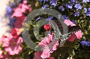 Spicebush swallowtail butterfly, Pterourus troilus
