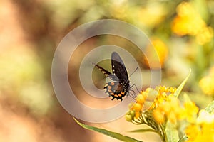 Spicebush swallowtail butterfly, Pterourus troilus