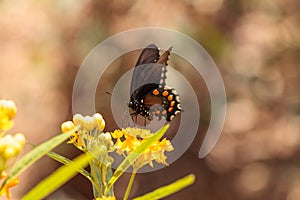 Spicebush swallowtail butterfly, Pterourus troilus