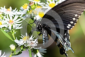 Spicebush Swallowtail Butterfly Sipping Nectar from the Accommodating Flower