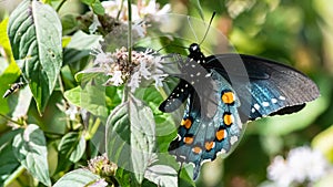 Spicebush Swallowtail Butterfly Sipping Nectar from the Accommodating Flower