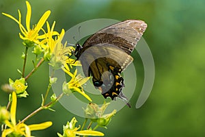 Spicebush Swallowtail Butterfly and a Yellow Wildflower