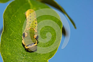 Spicebush Swallowtail Caterpillar