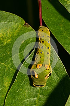 Spicebush Swallowtail Caterpillar