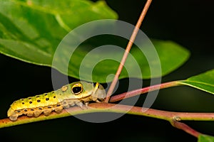 Spicebush Swallowtail Caterpillar