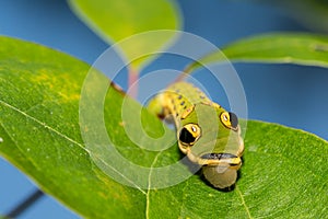 Spicebush Swallowtail Caterpillar