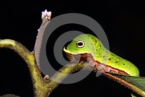 Spicebush Swallowtail Caterpillar