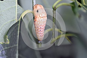 Spicebush Swallowtail caterpillar about to pupate