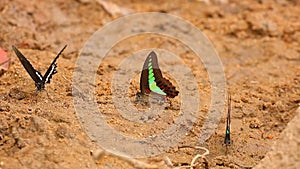 Spicebush Swallowtail And Common Bluebottle Butterflies Footage