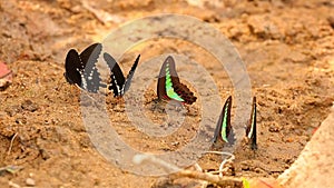 Spicebush Swallowtail And Common Bluebottle Butterflies HD