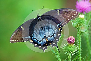 Spicebush Swallowtail female