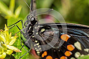 Spicebush Swallowtail Papilio troilus