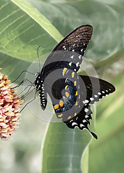 A Spicebush Swallowtail (Papilio Troilus)