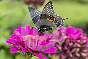 Spicebush Swallowtail (Papilio troilus)