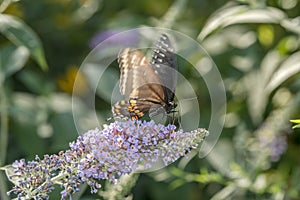 Spicebush Swallowtail, Papilio troilus swallowtail butterfly