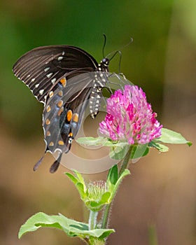Spicebush Swallowtail on Purple Clover