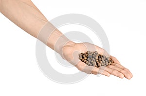 Spices and cooking theme: man's hand holding a bunch of dried allspice isolated on a white background in studio