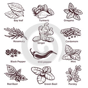 Spices and herbs. Hand drawn ginger, chilli and black pepper, oregano and bay leaf. Mint, cardamom and rosemary Sketch