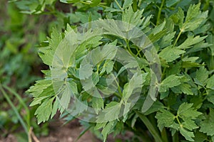 Spices and Herbs, Lovage plant Levisticum officinale growing in the garden