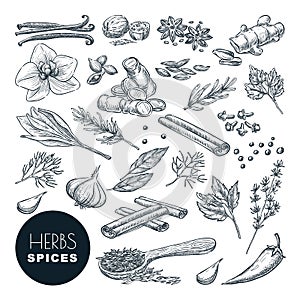 Spices, herbs set. Vector hand drawn sketch illustration, isolated on white background. Cooking icons, design elements