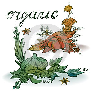 Spices organic watercolor vegetable garlic, spices,