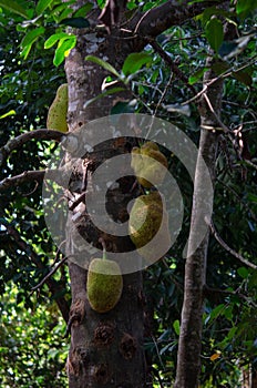 Spices plantation - jack fruits from Zanzibar, Tanzania - February 2019