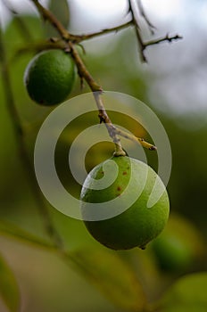 Spices plantation - lime fruit Zanzibar, Tanzania - February 2019