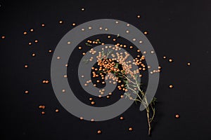 Spices scattered on a black background