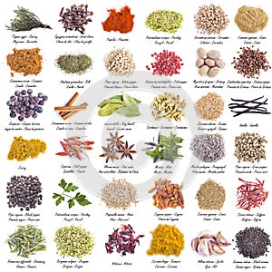 Spices set isolated on a white background