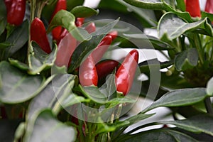 Spicey Red Peppers Growing in a Garden
