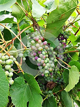 Spicy bunch of grapes. Background for presentations