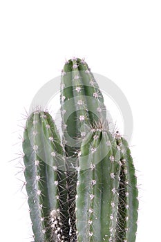 Spicy cactus isolated