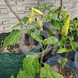 spicy cayenne pepper plants in pots