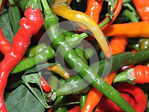 Spicy chili. Astrakhan pepper on a white background. To give taste, sharpness and piquancy to the prepared dish. The ingredient fr