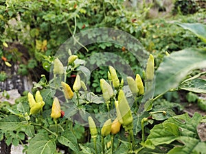 spicy chili planted in a fruitful and fertile garden photo