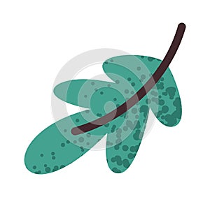 Spicy greenery for pizza flavoring