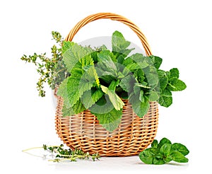 Spicy herbs in wooden basket. Gardening farming.