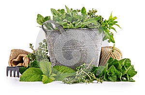 Spicy herbs in wooden basket. Gardening farming.