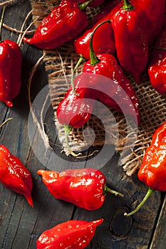 Spicy Hot Bhut Jolokia Ghost Peppers