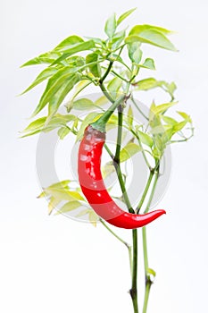 Spicy Red Chili Pepper