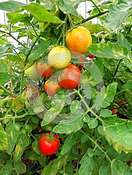 Spicy tomatoes. Photo for gardeners