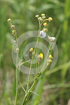 Spiddle Bug Foam on Buttercup Plan