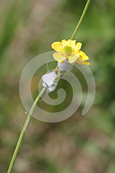 Spiddle Bug Foam on Buttercup Plan