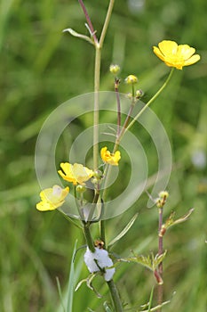 Spiddle Bug Foam on Buttercup Plan