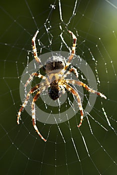 Spider