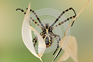 Spider