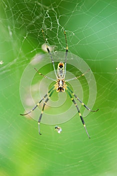Spider