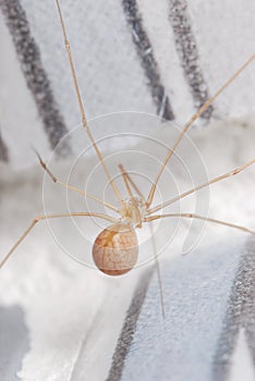 Cellar Spider