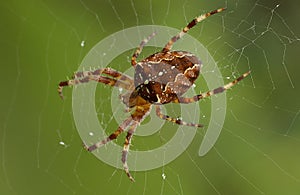 Spider