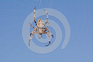 Spider